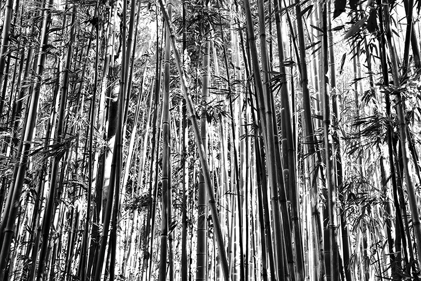 Papier peint Bamboo black and White